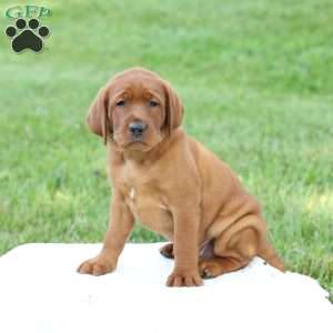 Denali, Fox Red Labrador Retriever Puppy